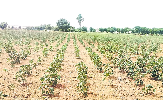 Dryspell hit the crops no rains since month - Sakshi