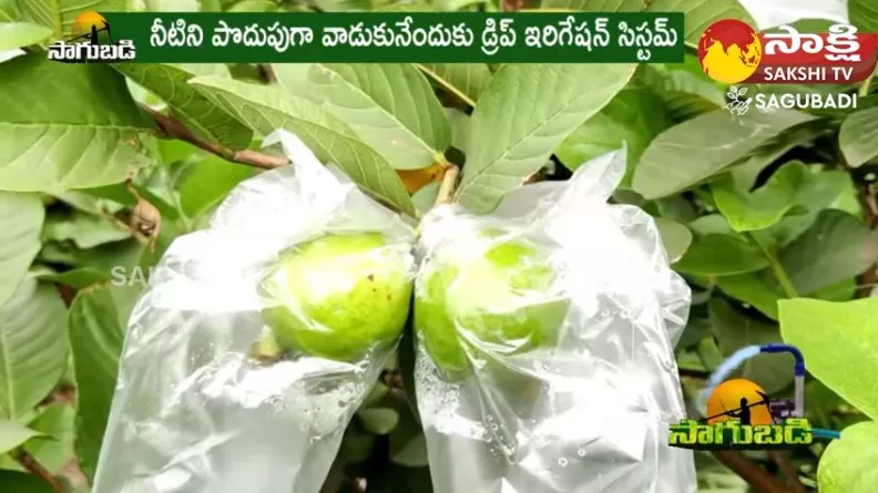 Less Investment, Guava Instead of Paddy of High income
