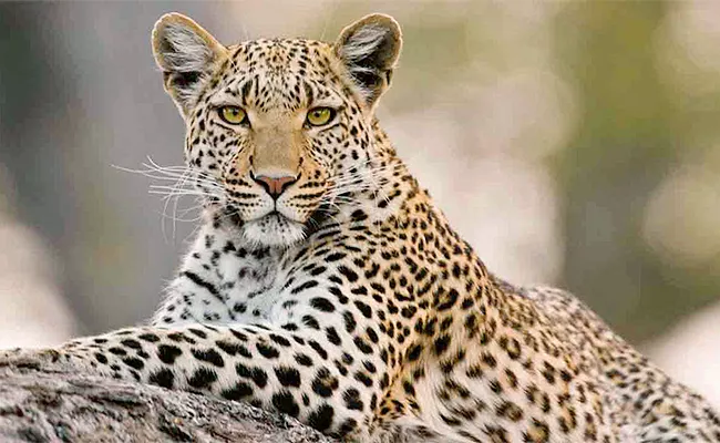 Another Leopard Spotted Tirumala Alipiri Route - Sakshi