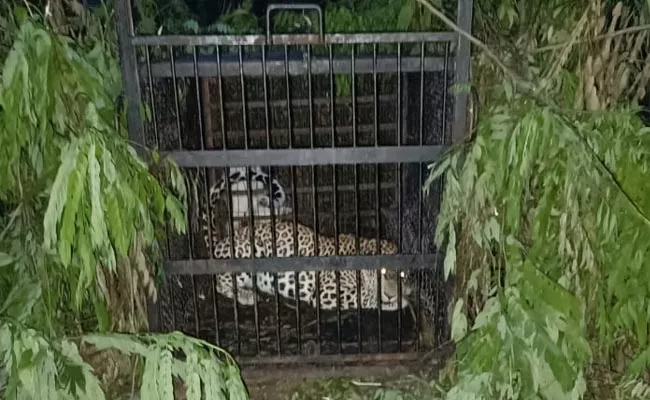 Another Leopard Trapped In Cage At Tirumala - Sakshi