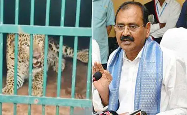 TTD Chairma Bhuman Responds After another Leopard Trapped Cage - Sakshi