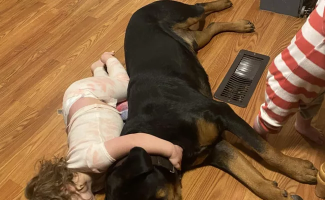 Lost Michigan toddler found asleep in woods using family dog as furry pillow - Sakshi