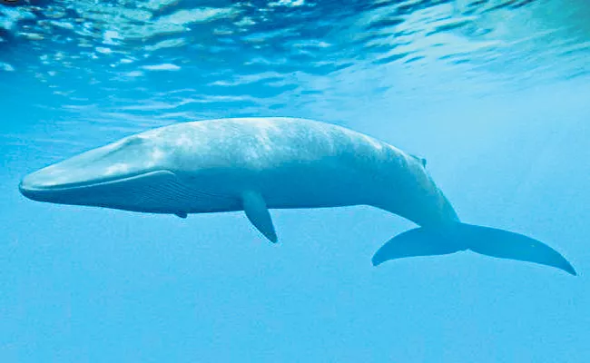 Blainville's Whales Off The Coast Of Goa - Sakshi