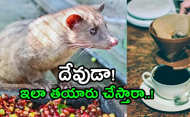 Worlds Most Expensive Coffee Made From Poop Of Civet Cat - Sakshi