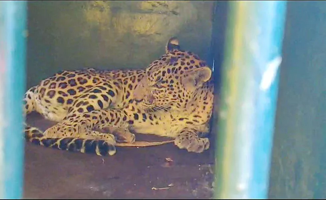 Operation Chirutha in Tirumala: Fifth Leopard Trapped - Sakshi