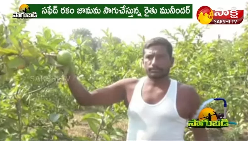 Safeda Guava Farming : Success Story of Safeda Guava Farming