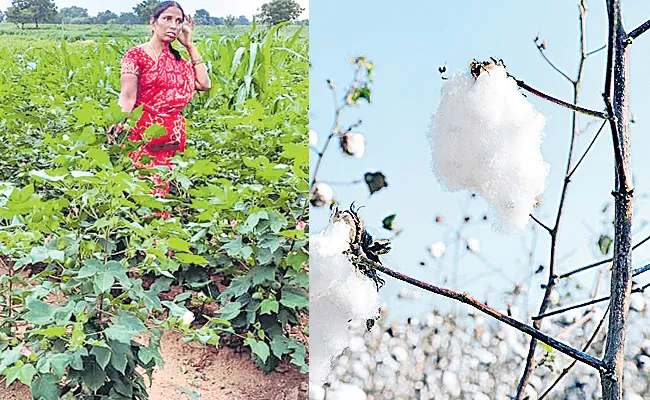 Organic Farmers Tap Native Cotton Variety - Sakshi