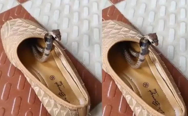 King Cobra In Footwear Video Viral - Sakshi