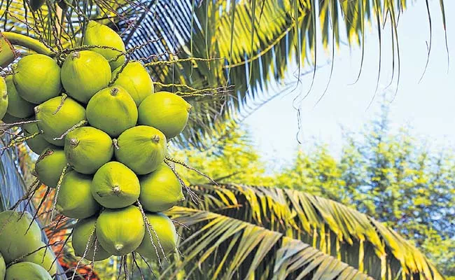 Collection of details on promotion of coconut based products - Sakshi