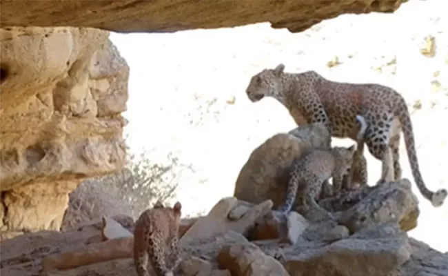 Ifs Officer Shares Video of Rare Persian Leopards Captured - Sakshi