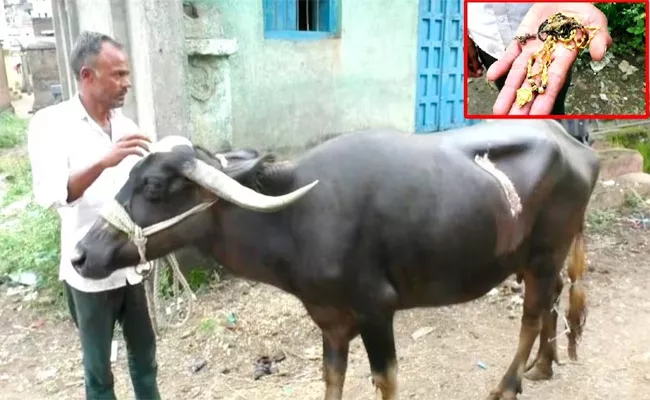 buffalo swallowed gold mangalsutra - Sakshi