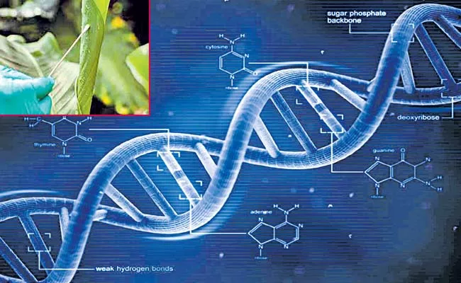 Animal DNA on leaves - Sakshi