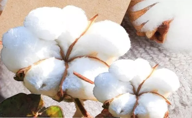 How To Turn Cotton Into Food Crop - Sakshi