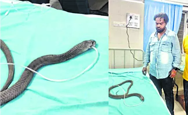 Treat the snake with an oxygen tube - Sakshi