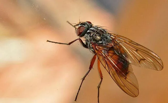 US Doctors Find Fully Intact House Fly Inside Old Man Intestines - Sakshi