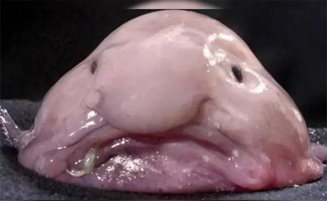 Blobfish Is The Worlds Ugliest Fish - Sakshi