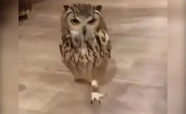 Have you ever Seen an Owl Running - Sakshi