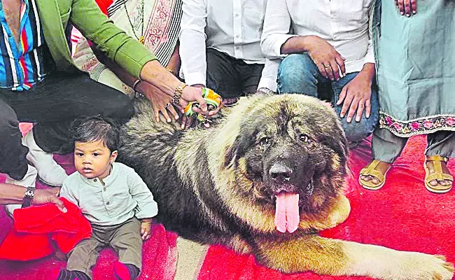 costly dog roamed in hyderabad - Sakshi