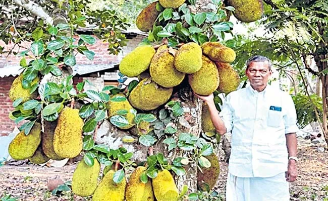 Jack Fruit with Organic Farming - Sakshi