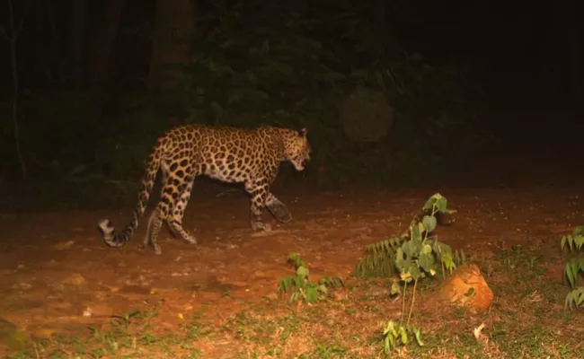 TTD Latest News: Leopard Spotted Tirumala Again - Sakshi