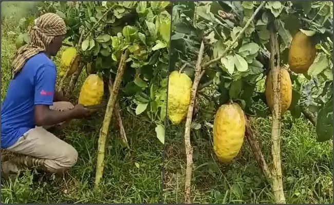 Big Size Lemon Farming In Organic Method By Karnataka Farmer - Sakshi