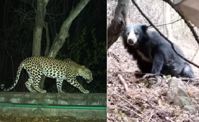 Leopard And Bear Once Again Roaming In Tirumala - Sakshi