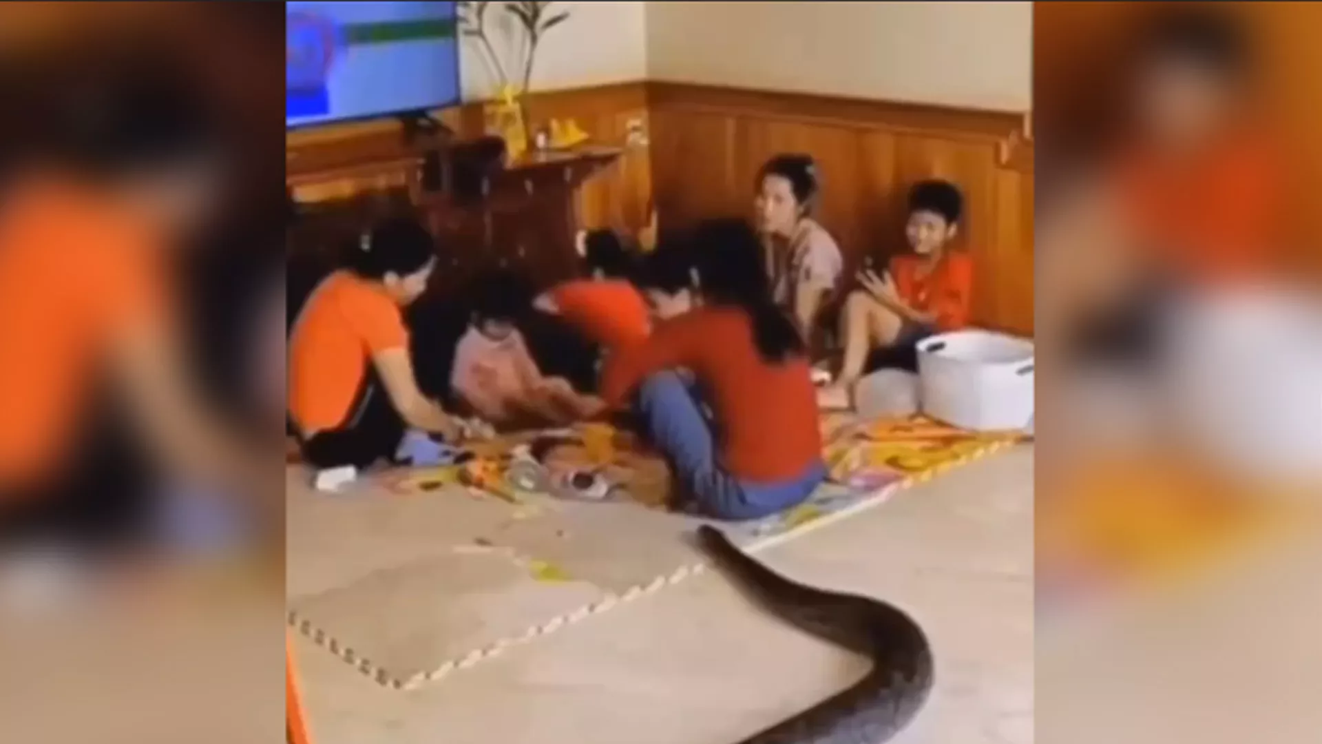 Python Breaks into Home Causes Panic Video Goes Viral