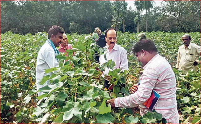 Growing BT Hybrid Cotton For Seed Production - Sakshi