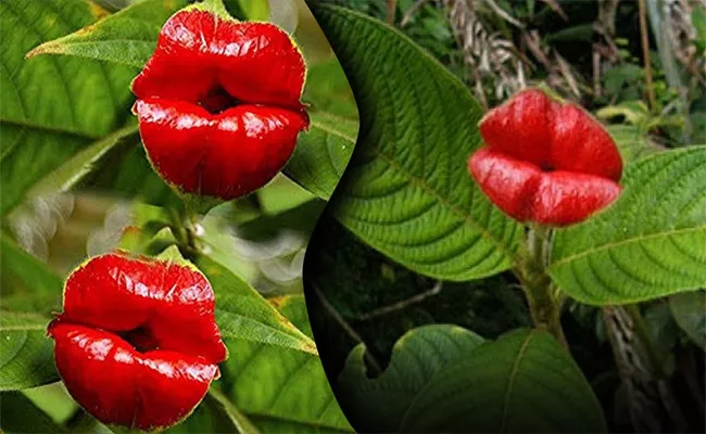 Costa Ricas Stunning Plant Faces Threat Of Extinction - Sakshi
