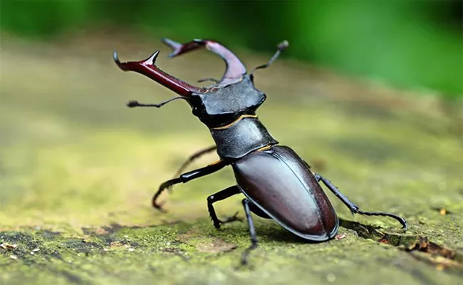 Stag Beetle: Worlds Most Expensive Insect Worth Around Rs 65 Lakh - Sakshi