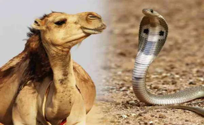 Tears of Camels Anti Vanom Drug for Snake Poison - Sakshi