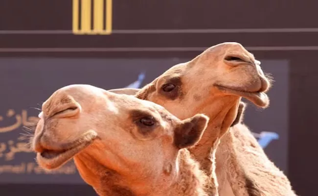 Police Captured 22 Camel But not Returning - Sakshi