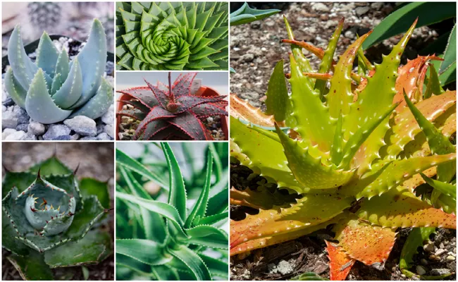 Do You Know There Are More Than 200 Varieties Of Aloe Vera Plants - Sakshi