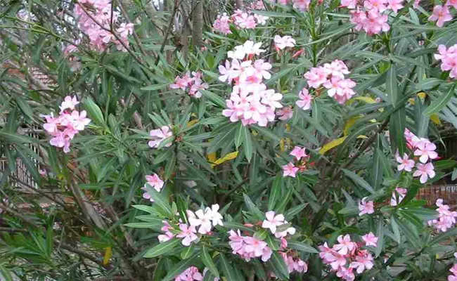 Oleander: Health Benefits And Side Effects - Sakshi