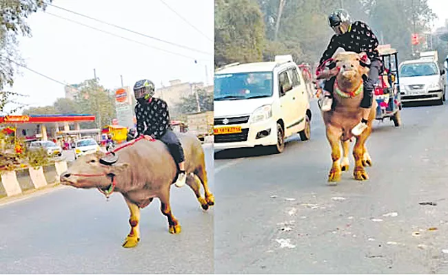 Man with bunny helmet rides buffalo on busy Delhi road - Sakshi