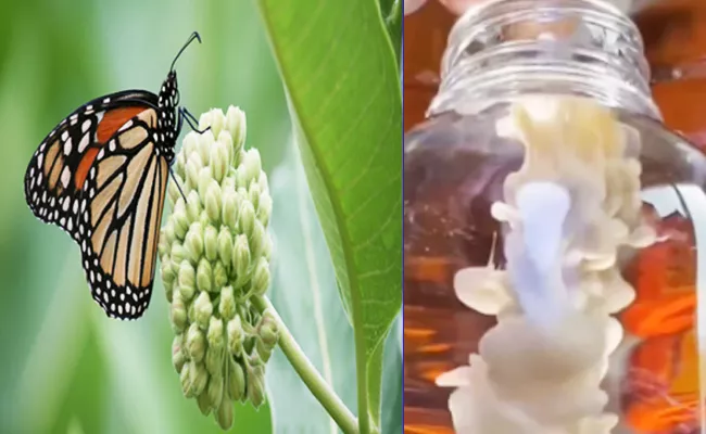 Butterfly Milk In Japan Has Surprising Benefits - Sakshi