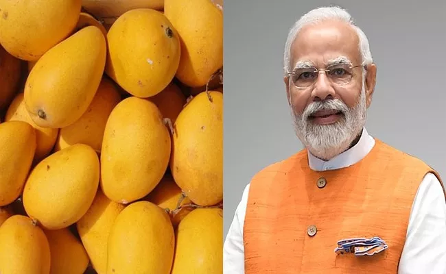 Modi Mango: It Is Big Size And Taste Sweeter Than Existing Variants - Sakshi