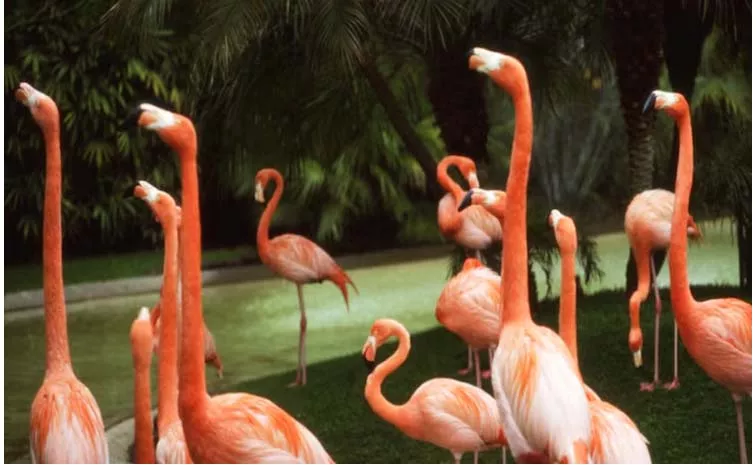 Flight Hit Flamingo Birds In Mumbai Dead