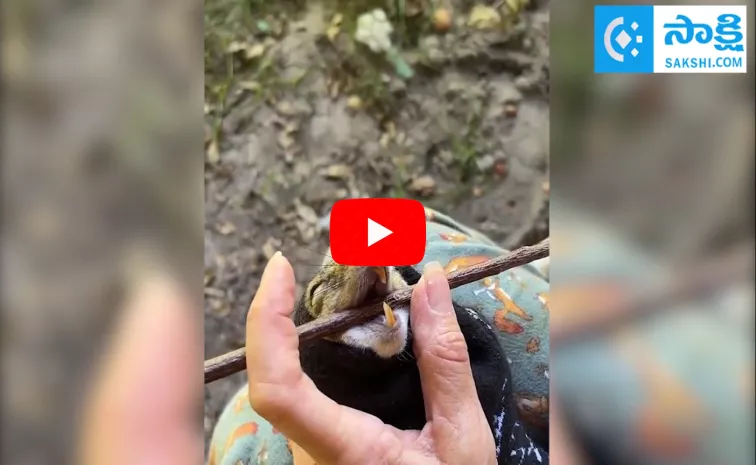 Squirrel Teeth Maintenance Video Goes Viral
