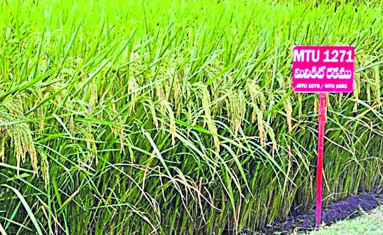 New paddy fields are ready for Kharif