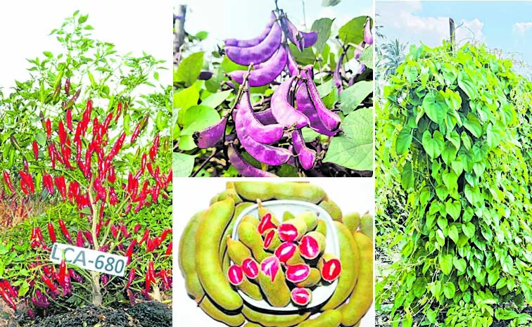 Vangadalu is newly developed by YSR Horticultural University