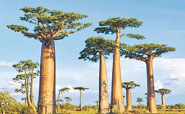 A Peculiarity Of Baobab Trees Such As Those Found In Madagascar On The Arabian Peninsula
