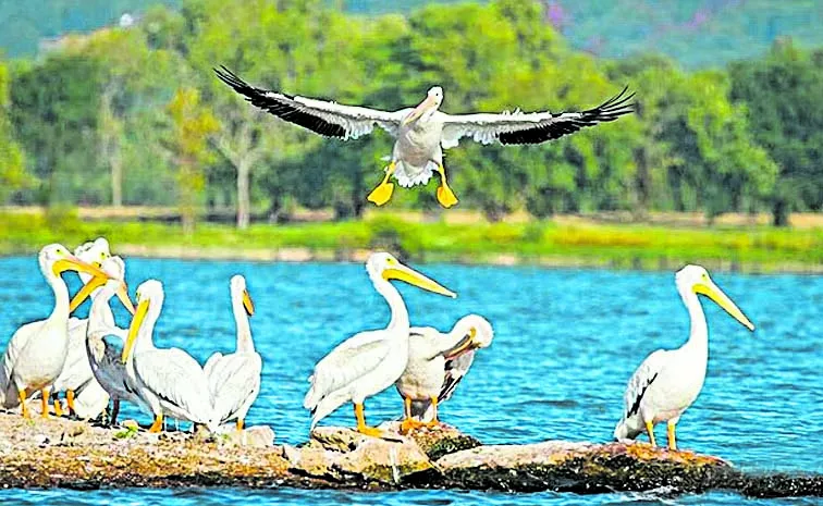 migratory birds at Kolleru Lake