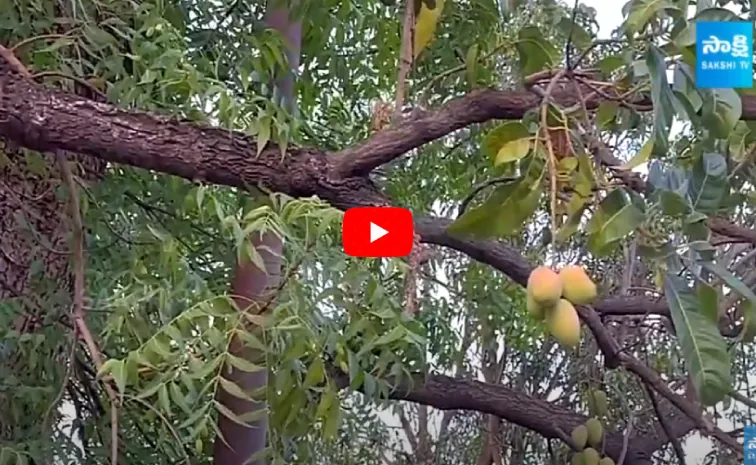 Mango Fruits To Neem Tree, Bhupal