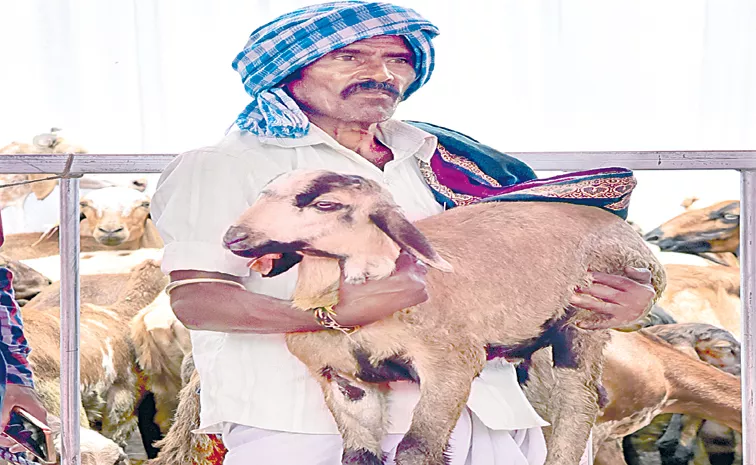 Subsidized sheep distribution scheme Stopped In Telangana