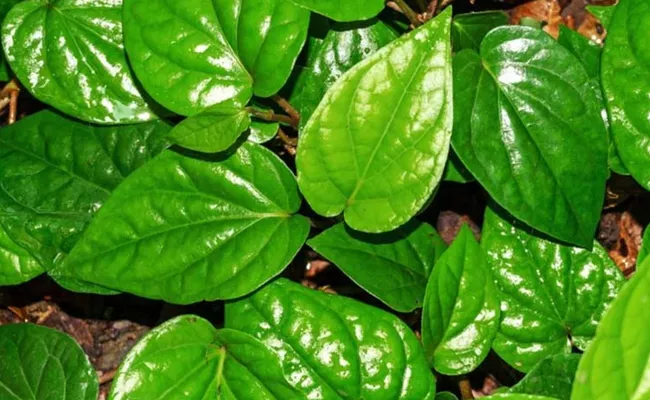 Betel Leaf amazing benefits  For Hair growth