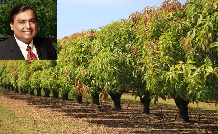 Mukesh Ambani Owns Largest Orchard Of Mangoes In Asia