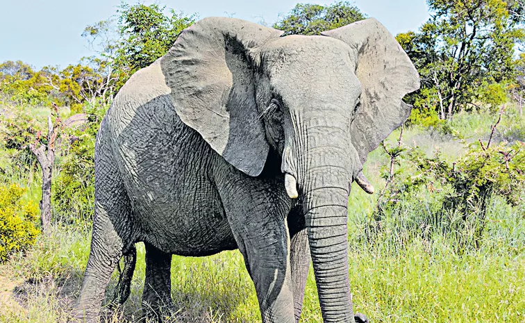 The number of people losing their lives in elephant attacks continues to rise