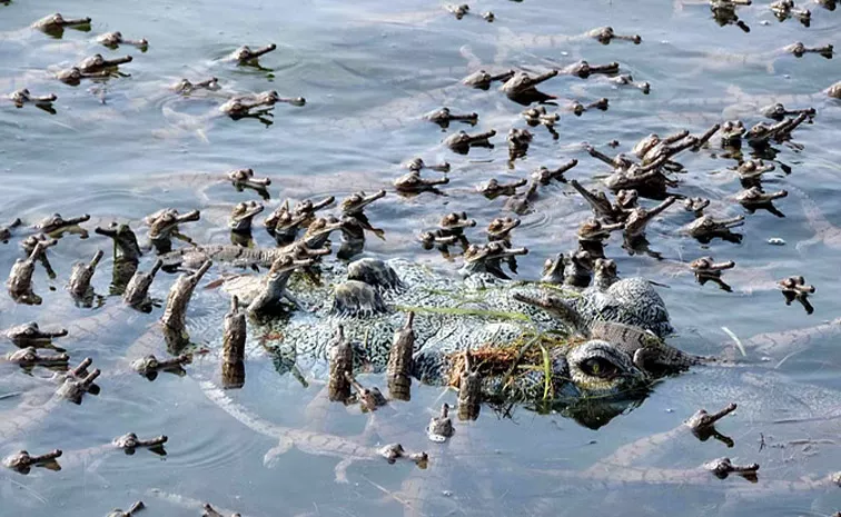 900 Small Crocodiles Echoed in the Chambal