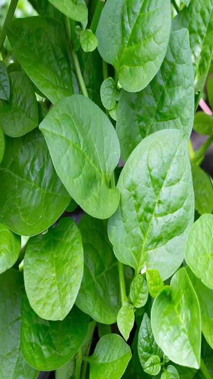  Malabar Spinach amazing Health Benefits